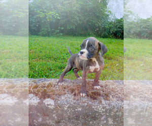 Boxer Puppy for sale in ALLEGHENYVILLE, PA, USA