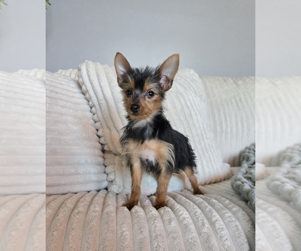 Medium Photo #1 Yorkshire Terrier Puppy For Sale in INDIANAPOLIS, IN, USA