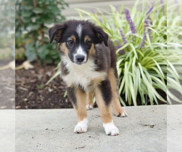 Medium Photo #3 Miniature Australian Shepherd Puppy For Sale in NEW PROVIDENCE, PA, USA
