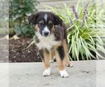 Small #2 Miniature Australian Shepherd