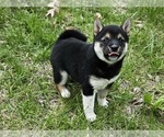 Small Photo #1 Shiba Inu Puppy For Sale in CLARK, MO, USA