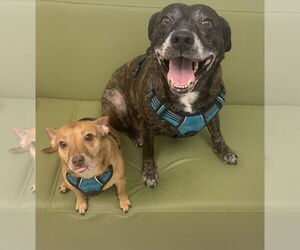 Sheba  [bonded to Bambi] - Female Mutt Dog for Adoption - Photo #10