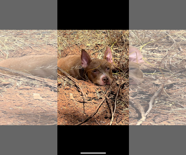 Medium Photo #1 American Pit Bull Terrier Puppy For Sale in Woodland, CA, USA