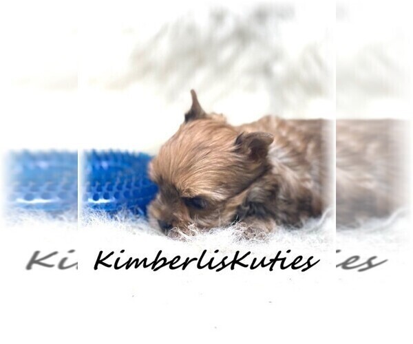 Medium Photo #2 Yorkshire Terrier Puppy For Sale in LIPAN, TX, USA