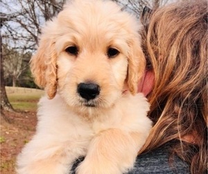 Goldendoodle Puppy for Sale in BROOKS, Georgia USA