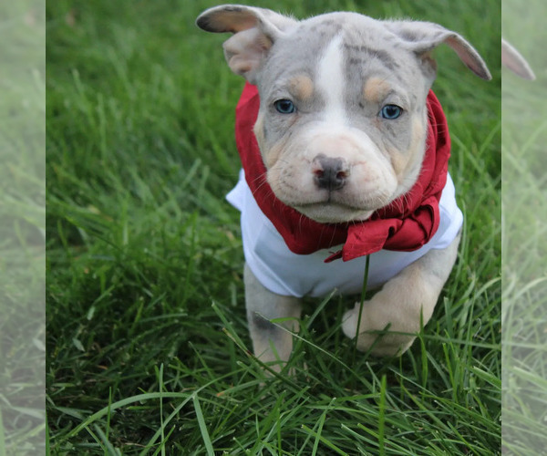 Medium Photo #3 American Bully Puppy For Sale in NORWALK, CT, USA