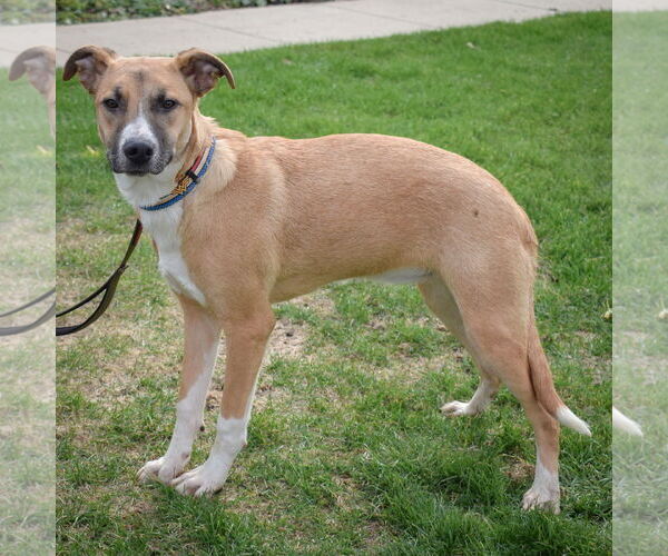 Medium Photo #8 German Shepherd Dog-Unknown Mix Puppy For Sale in Huntley, IL, USA