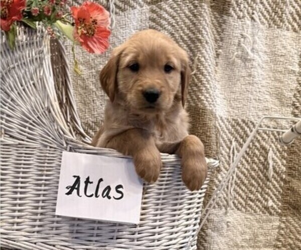 Medium Photo #3 Golden Retriever Puppy For Sale in OWEN, WI, USA