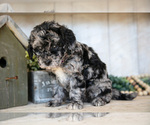 Small Photo #25 Miniature Labradoodle Puppy For Sale in SUGARCREEK, OH, USA