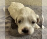 Small #1 Havanese