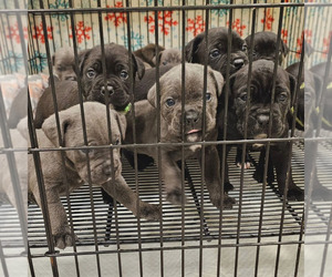 Cane Corso Puppy for Sale in LEWISTON, New York USA