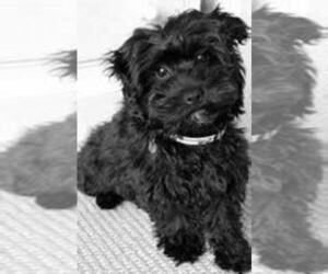 Poodle (Standard) Puppy for sale in FORT WAYNE, IN, USA