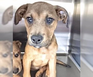 Labrador Retriever-Unknown Mix Dogs for adoption in Houston, TX, USA