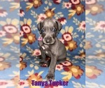 Puppy Tanya Tucker Great Dane