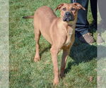 Small #5 Boxer-German Shepherd Dog Mix
