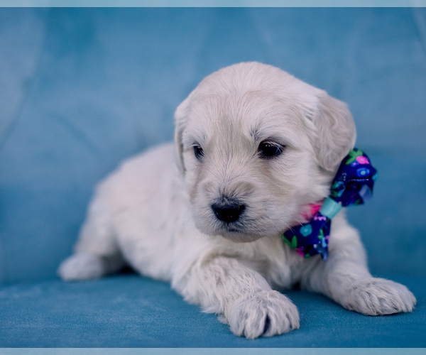 Medium Photo #1 Goldendoodle Puppy For Sale in LITTLE ROCK, AR, USA