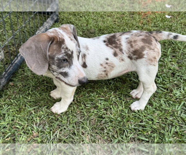 Medium Photo #3 Dachshund-Unknown Mix Puppy For Sale in Conway, AR, USA