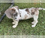 Small #2 Dachshund Mix