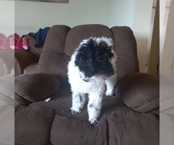 Medium Photo #2 Poodle (Miniature) Puppy For Sale in STATESVILLE, NC, USA