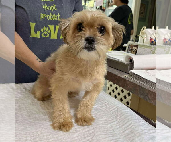 Medium Photo #1 Mal-Shi Puppy For Sale in Benton, LA, USA
