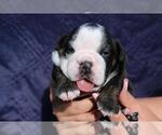 Small Photo #1 English Bulldog Puppy For Sale in CLARKSVILLE, MD, USA