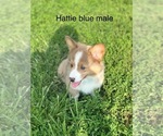 Small #2 Pembroke Welsh Corgi