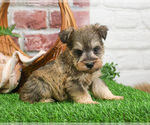 Small #1 Schnauzer (Miniature)