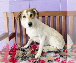 Aussiedor Dogs for adoption in Genesee, WI, USA