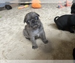 Small Photo #15 Pug Puppy For Sale in BLOOMINGTON, IL, USA
