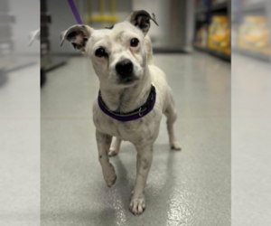 Mutt Dogs for adoption in Cranston, RI, USA