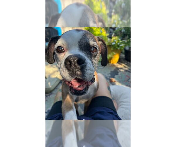 Medium Photo #1 Boxer Puppy For Sale in Austin, TX, USA