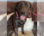 Small Mastiff Mix