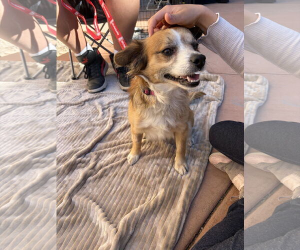 Medium Photo #2 Chihuahua-Unknown Mix Puppy For Sale in Chandler, AZ, USA