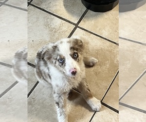 Australian Shepherd Puppy for Sale in WAYCROSS, Georgia USA