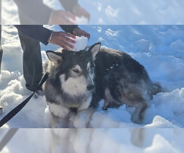 Medium Photo #5 Siberian Husky-Unknown Mix Puppy For Sale in Elk Grove, CA, USA