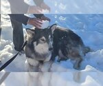 Small #4 Siberian Husky Mix