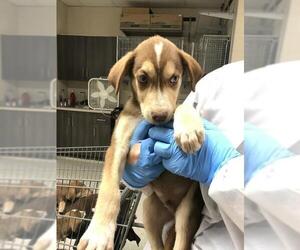 Labrador Retriever-Unknown Mix Dogs for adoption in Conroe, TX, USA