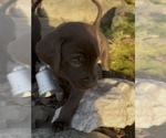 Puppy Dumbo German Shorthaired Lab
