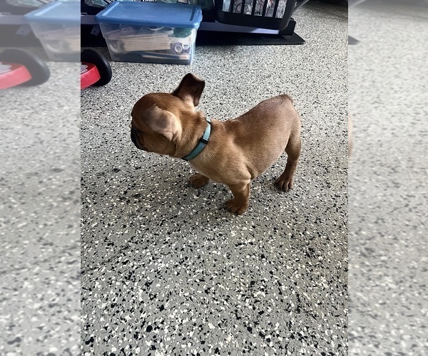 Medium Photo #2 French Bulldog Puppy For Sale in RIVERSIDE, CA, USA