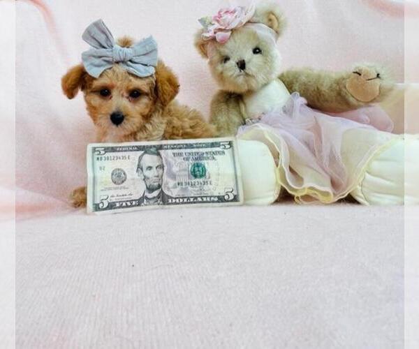 Medium Photo #22 Poodle (Toy) Puppy For Sale in BELLAIRE, TX, USA