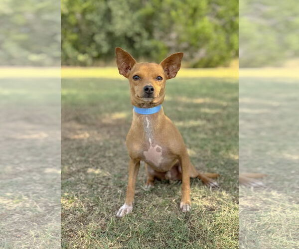 Medium Photo #1 Chihuahua-Unknown Mix Puppy For Sale in PIPE CREEK, TX, USA