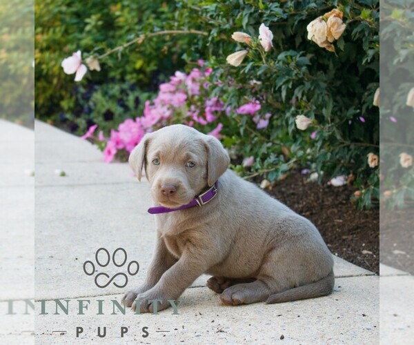 Medium Photo #3 Labrador Retriever Puppy For Sale in NARVON, PA, USA