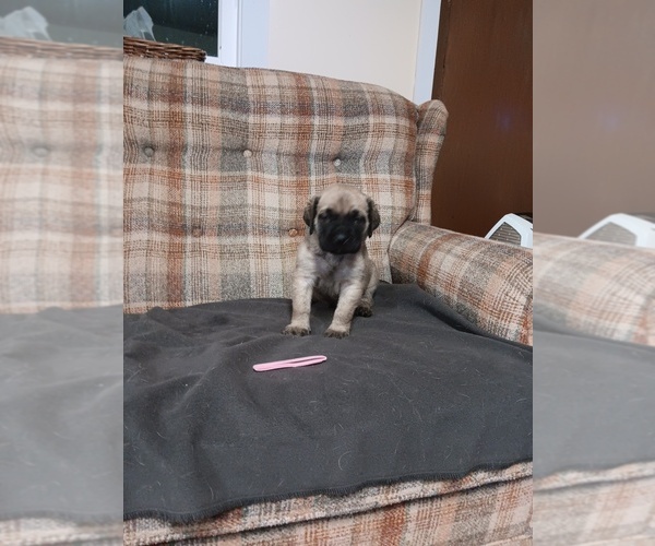Medium Photo #4 Mastiff Puppy For Sale in NEW CASTLE, PA, USA