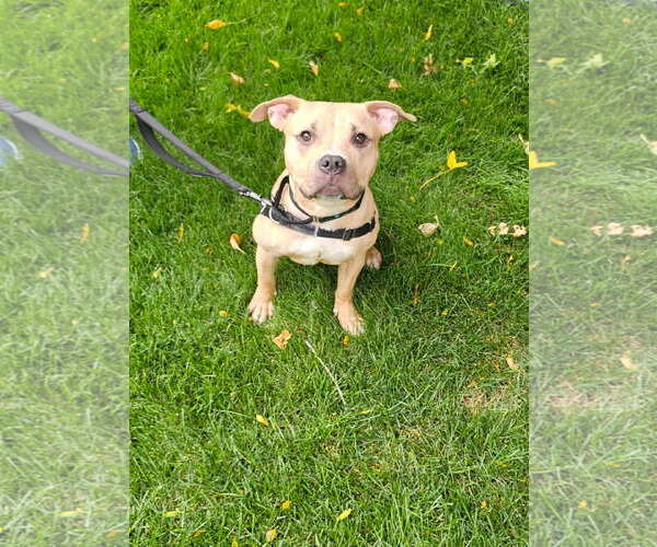Medium Photo #3 American Pit Bull Terrier-Unknown Mix Puppy For Sale in Fort Collins, CO, USA