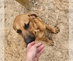 Small #8 Catahoula Leopard Dog