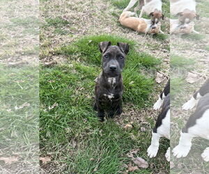 Labrador Retriever-Unknown Mix Dogs for adoption in Ball Ground, GA, USA