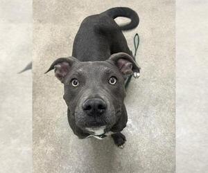 Mutt Dogs for adoption in HESPERIA, CA, USA