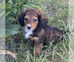 Small #1 Dachshund