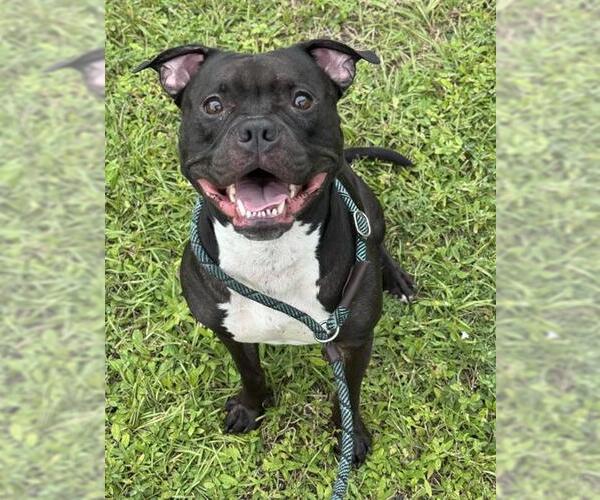 Medium Photo #1 Boxer-Unknown Mix Puppy For Sale in Fort Lauderdale, FL, USA