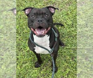 Boxer-Unknown Mix Dogs for adoption in Fort Lauderdale, FL, USA